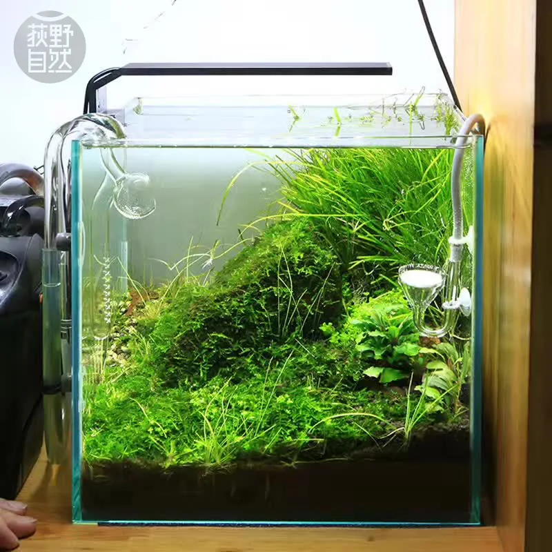 Planted Aquarium Ada - Spirürler C Serisi ADA Tarzı Bitki