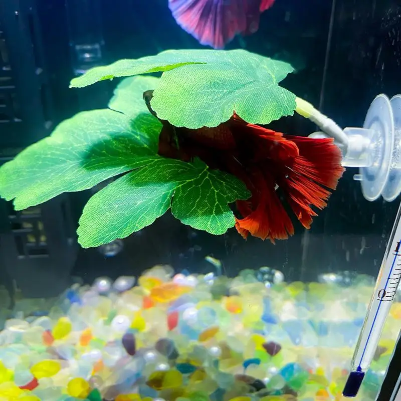 Planted Aquarium Betta - Betta Balığı Yaprak Hamağı Akvaryum Dekoratif