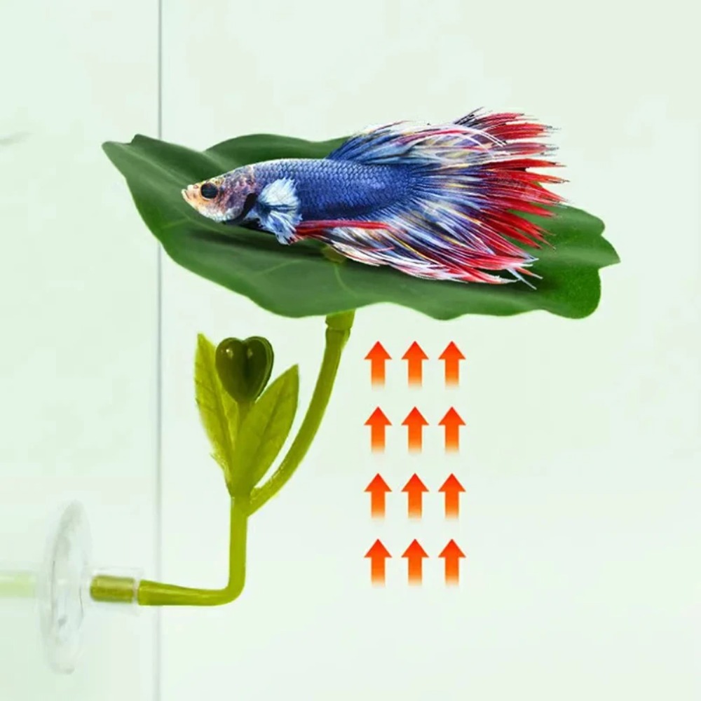 Planted Aquarium Betta - 1 Adet Yeşil Yaprak Betta Balığı