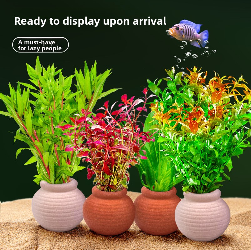 cmomo Akvaryum Bitki Bağlantıl - Planted Aquarium Anubias incelemesi ve fiyatı