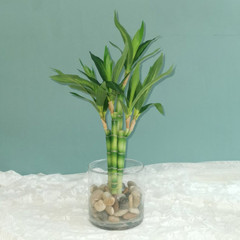 Yeni 40cm Yapay Şanslı Bambu S - Aquarium Planted Tank incelemesi ve fiyatı