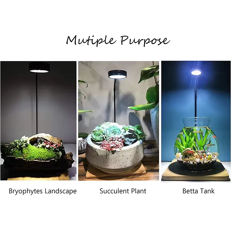 Akvaryum Nano Tankı Betta Balı - Planted Aquarium Betta incelemesi ve fiyatı