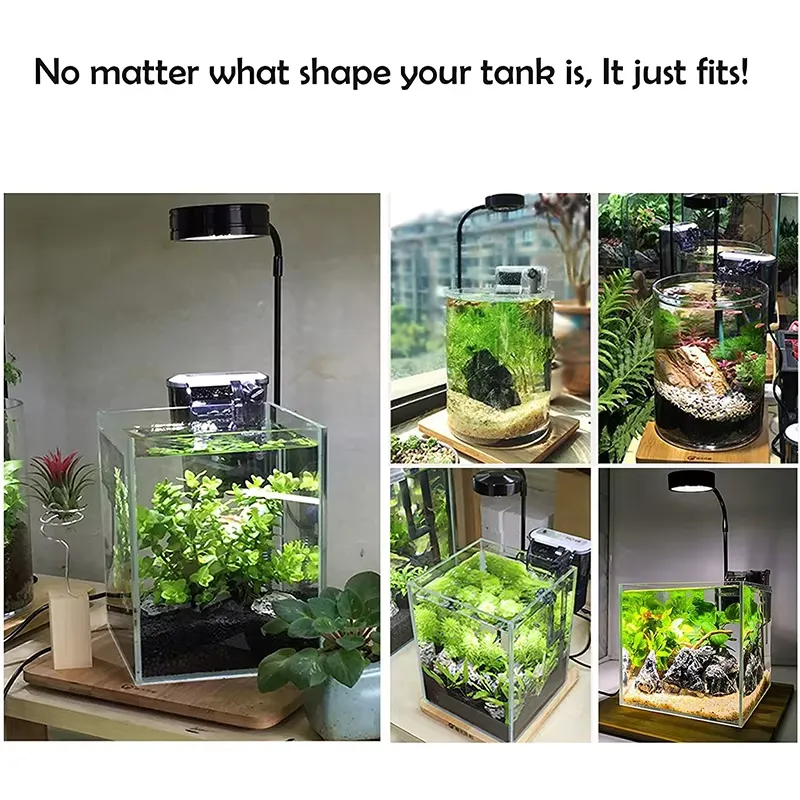 Akvaryum Nano Tankı Betta Balı - Planted Aquarium Betta incelemesi ve fiyatı
