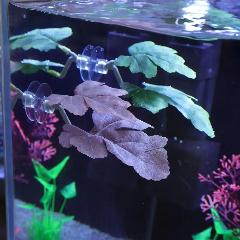 Betta Balığı Yaprak Hamağı Akv - Planted Aquarium Betta incelemesi ve fiyatı
