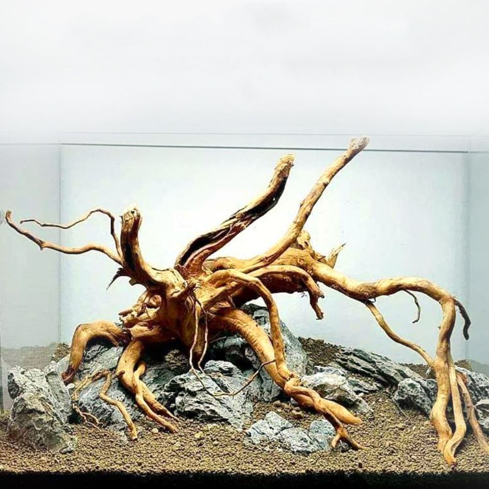Doğal ağaç gövdesi akvaryum de - Aquarium Plant Guide incelemesi ve fiyatı