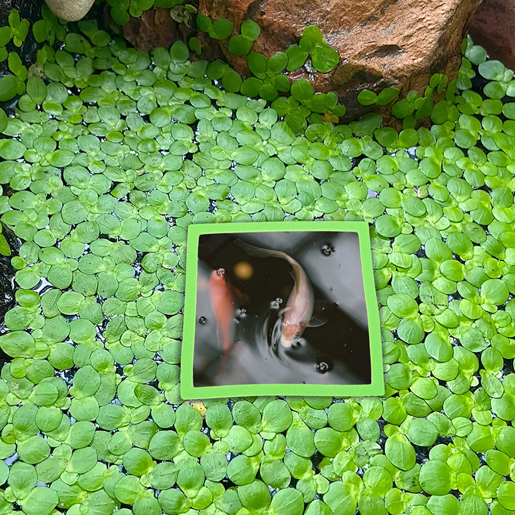 10 Adet Akvaryum Yüzen Halkala - Planted Aquarium Betta incelemesi ve fiyatı