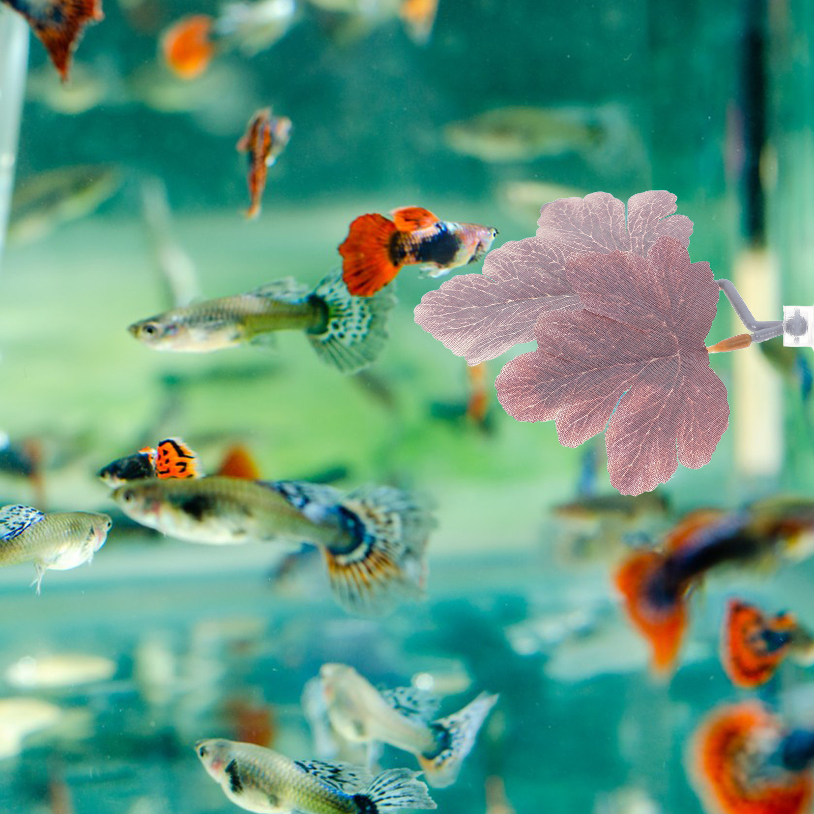 Yapay Betta Yaprak Hamak Gerçe - Planted Aquarium Betta incelemesi ve fiyatı
