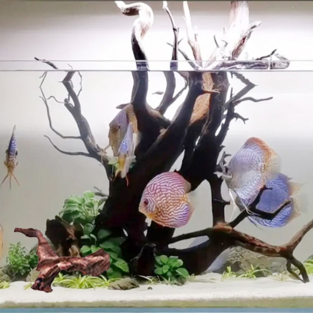 Yaratıcı Düzensiz Şekilli Merc - Aquarium Plant Guide incelemesi ve fiyatı