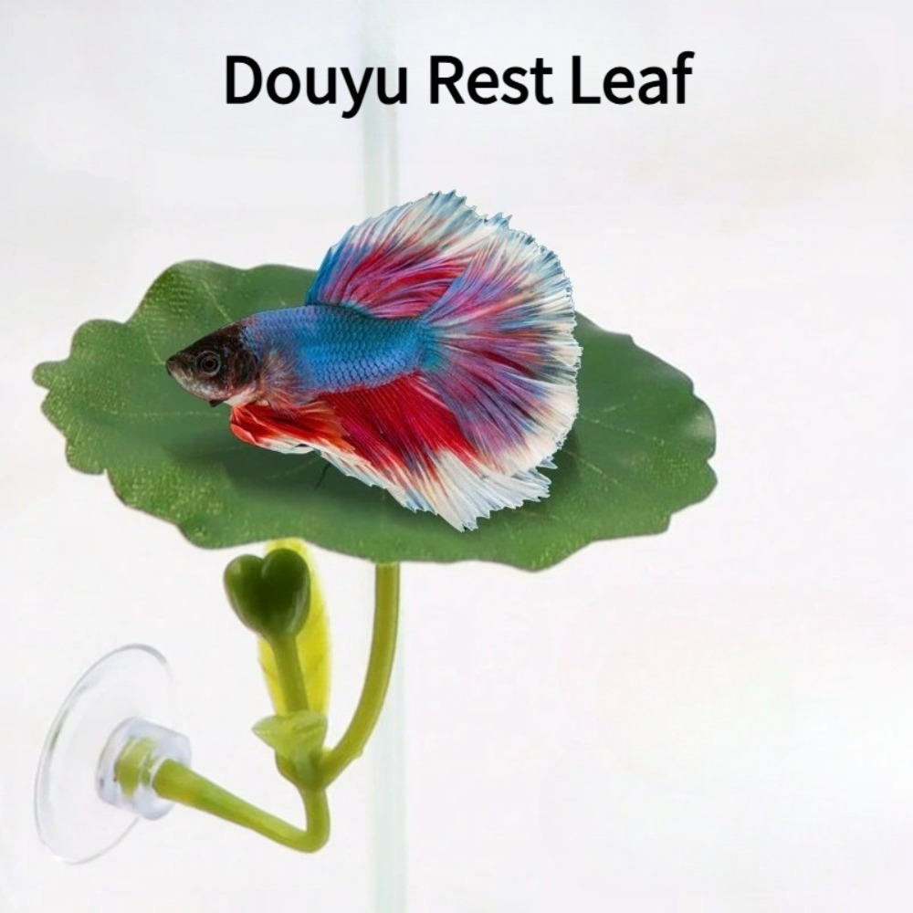 1 Adet Yeşil Yaprak Betta Balı - Planted Aquarium Betta incelemesi ve fiyatı